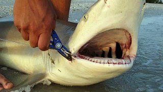 Crazy Florida Sharks 2