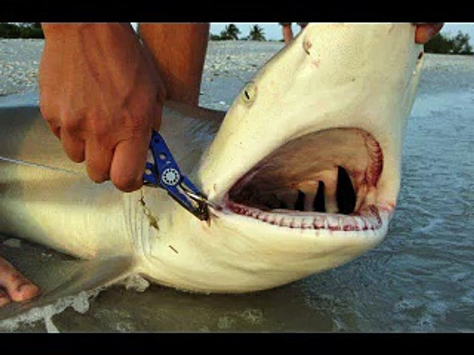 Crazy Florida Sharks 2