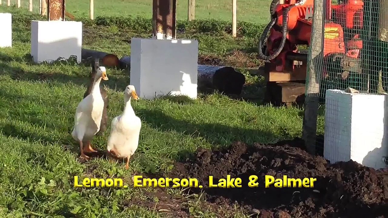 Caenhill Countryside Centre farm animals - Its Christmas Every day