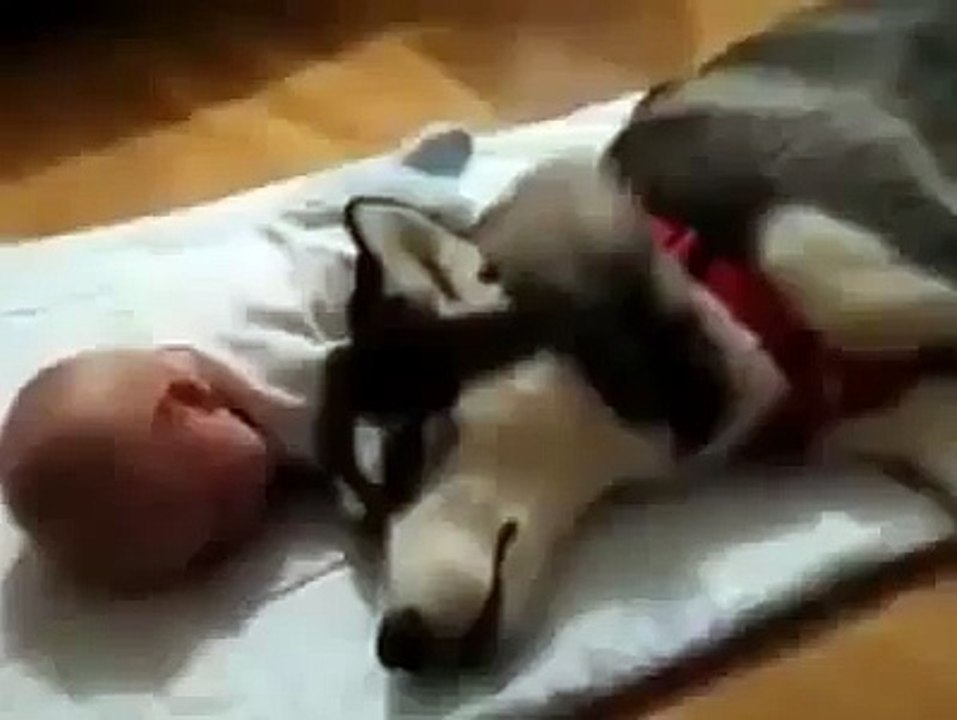Cute Husky sleep with Cute baby
