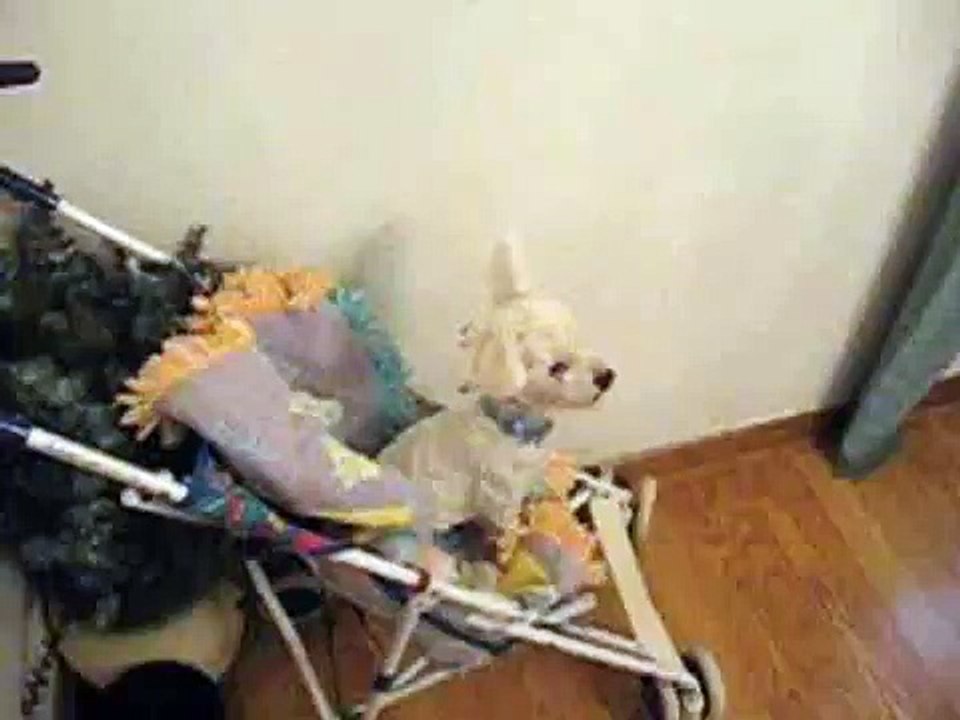 flagrante - cachorro tocando piano