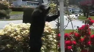 Three Bears in North Vancouver