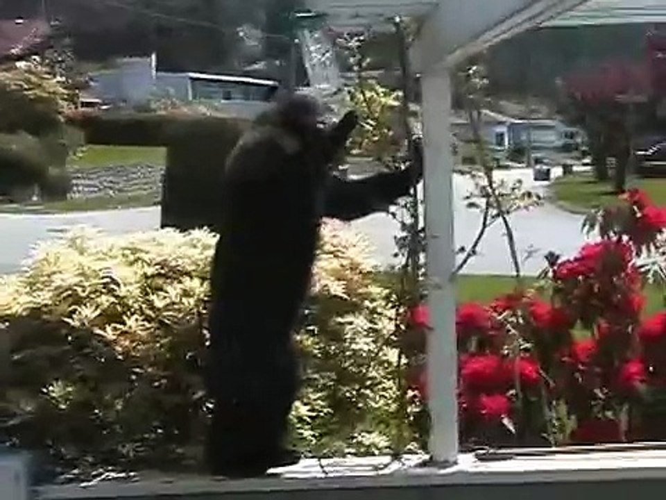 Three Bears in North Vancouver