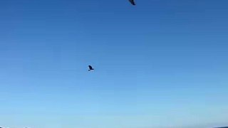 Tiercel Harris Hawk on Pigeons ( 5 )