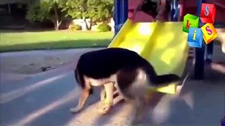 Best funny animal videos
