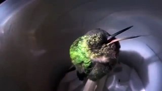 New Animal Funny Videos 2014 Ever Hear A Hummingbird Snore Funny Videos