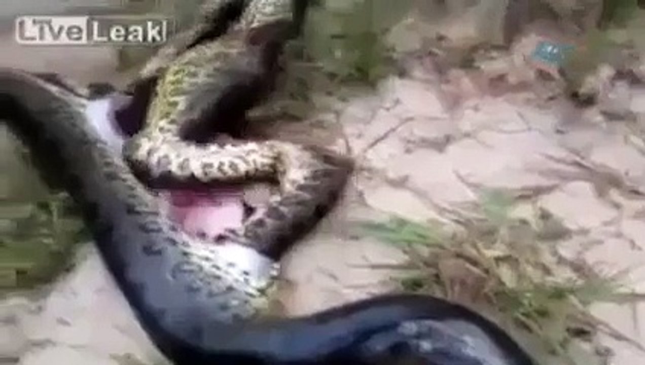 Dev Yılanın Karnından Çıkan Başka Bir Dev Yılan
