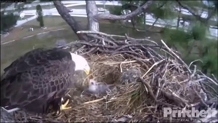 SW Florida Eagles  12-28-13  E4 Getting Share of Afternoon Feeding