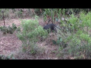 Archery Boar Hog Hunt