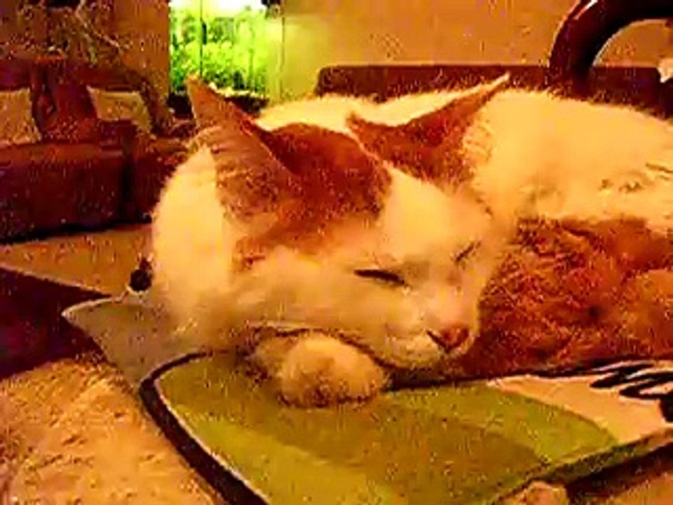 My cats - Meus gatos