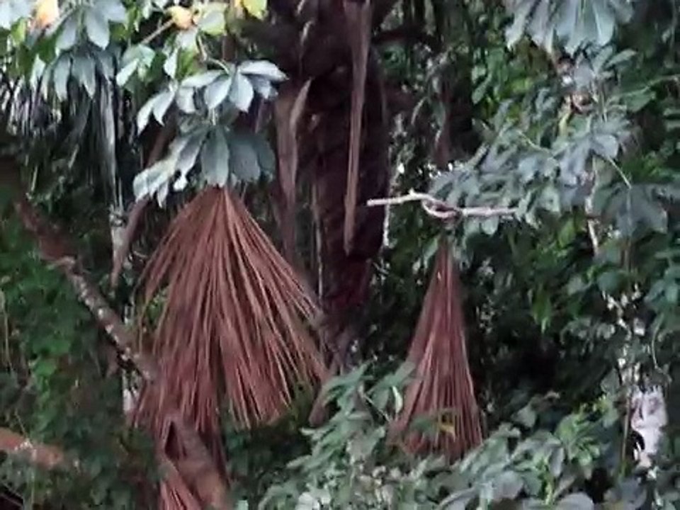 Brown Capuchin Monkey Hoarding Fruit