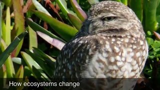 How Do Ecosystems Change Over Time?