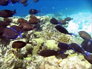 Скачать видео: Snorkeling Curacao - Fish Galore & Beautiful Corals