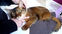 Muffin - The Somali Cat - My daily grooming