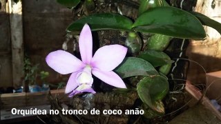 Orquídea No Tronco De Coco Anão