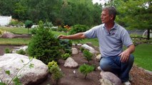 Landscaping with Conifers: Rose-Hill Gardens Video Series Episode Three