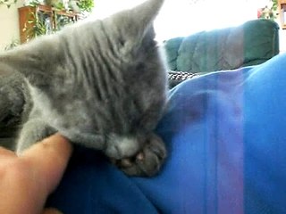 our cat sucking on its paw