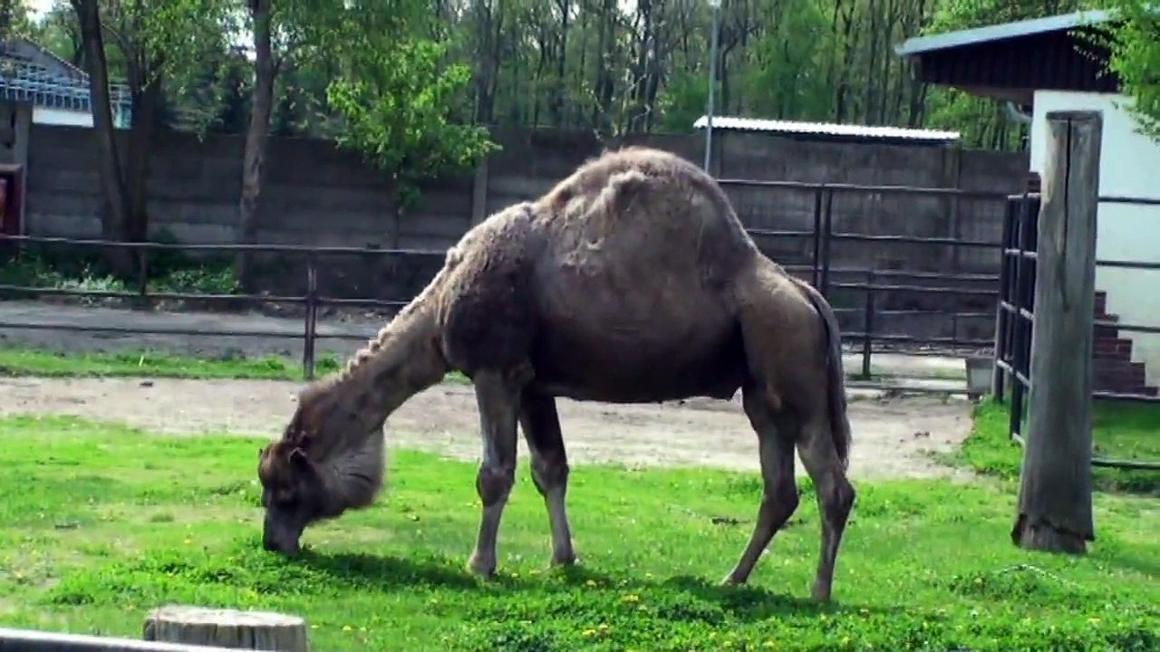 Zoo Hodonín 2010