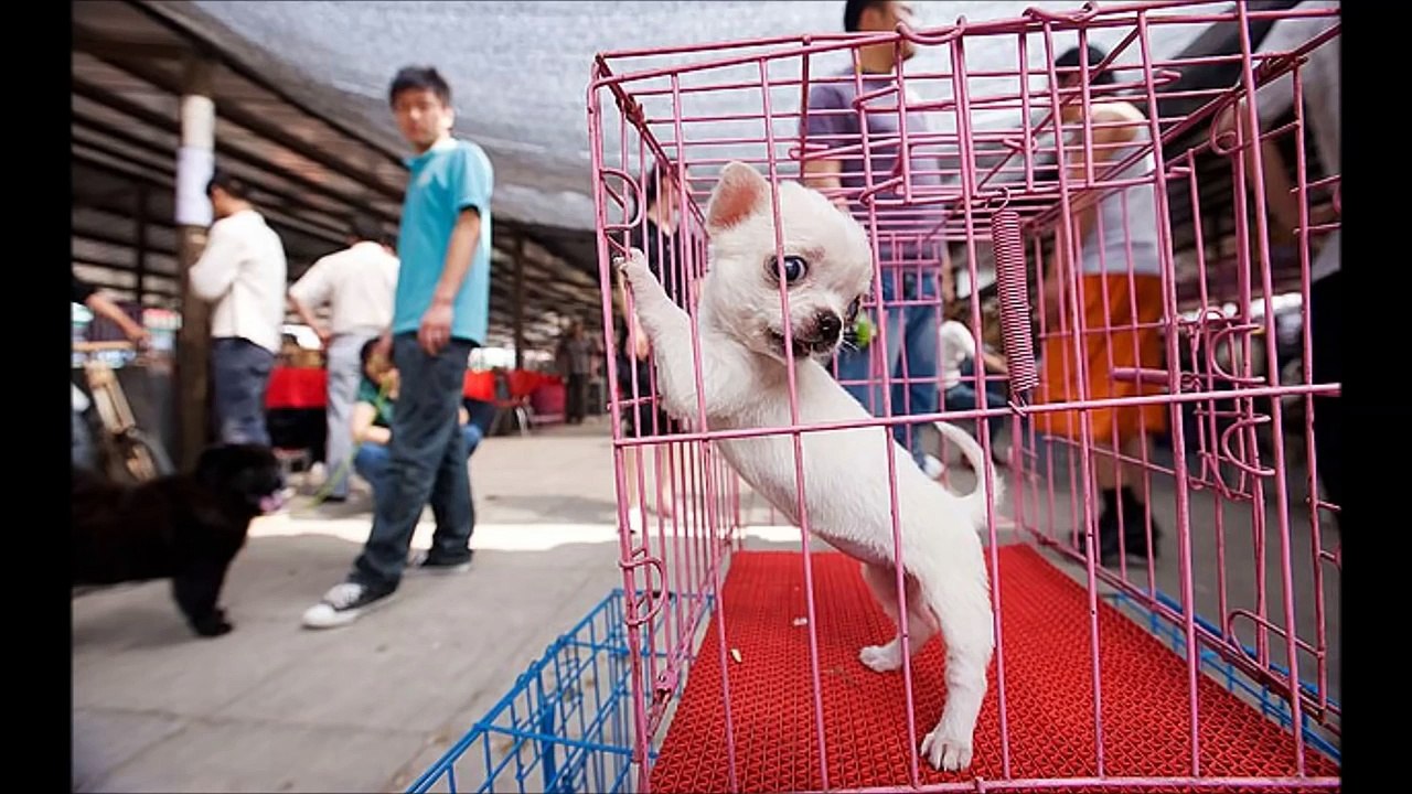 Vai começar o festival da carne de cachorro na china (IMAGENS CHOCANTES)
