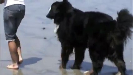 Berner Beach Party 2010 - Bernese Mountain Dogs