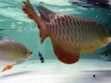my malaysia golden arowana