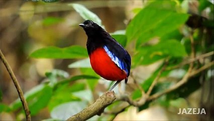 Black-Headed Pitta / Black-Crowned Pitta / Black-and-Crimson Pitta (Pitta ussheri)