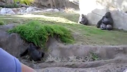 Gorilla beats his chest and claps