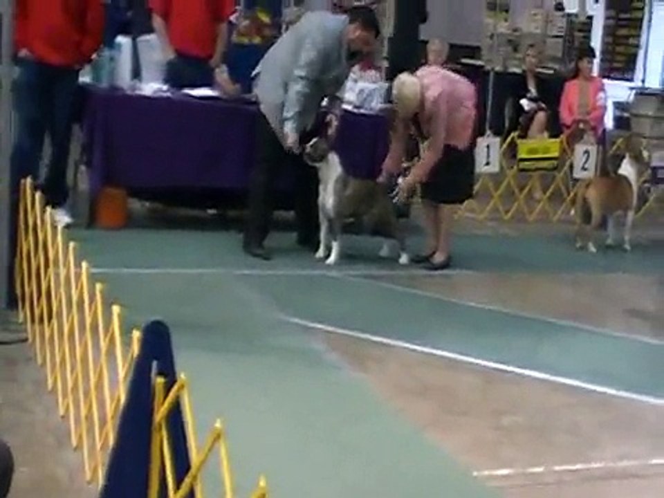 AKC Dog Show Lewiston, ID (AmStaffs)