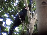 An Asian Koel (Male) -Singing - Part 4