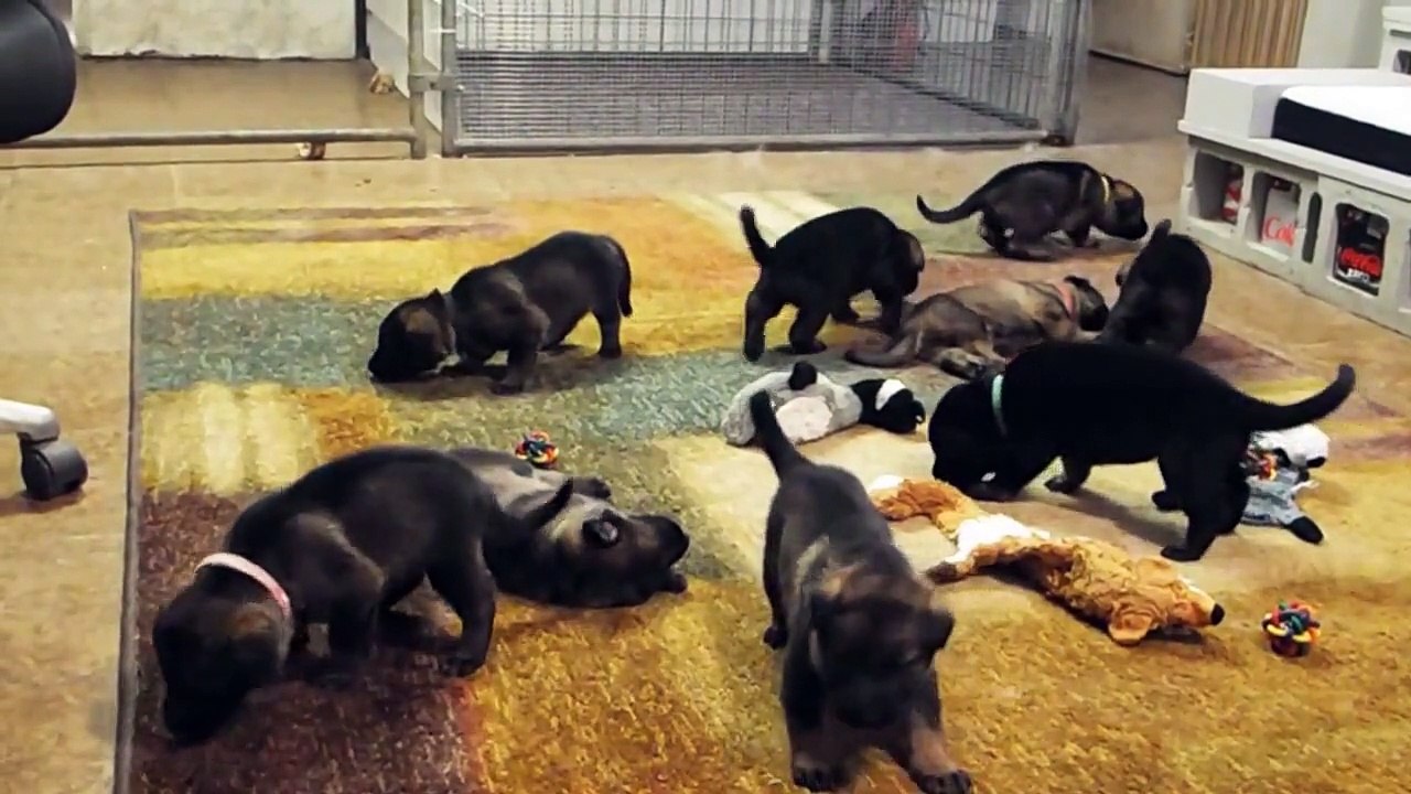 VomWeiland 3 week old German shepherd L litter June 16, 2015