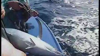 Artes de pesca: Cacea para la pesca de bonito