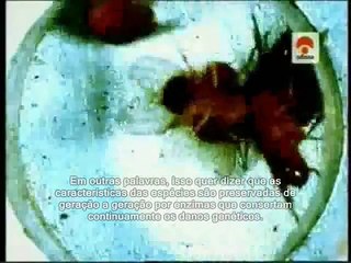 As Moscas-das-frutas e as Mutações Genéticas
