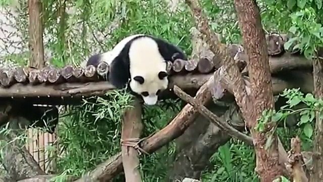 彪拔為母女準備午餐20141107