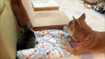 子猫に片思いな柴犬　Shiba Inu love the kitten