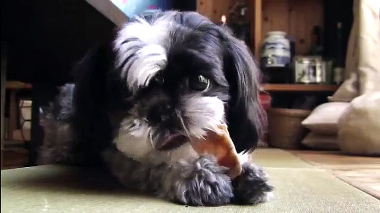癒し　シーズー犬クッキー・可愛い