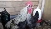 Death Metal Rooster