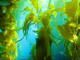 Diving Emerald Bay, Catalina, California - 2009  (HQ)
