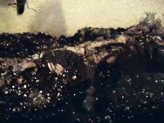 Goliath Bird Eating Spider (Theraphosa Blondi) vs Locust 1