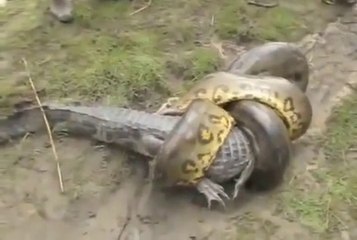 Dev anakonda ile timsahın ölüm savaşı