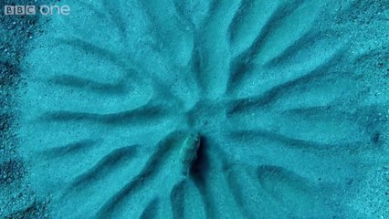 Balıktan İnanılmaz Desen Sanatı