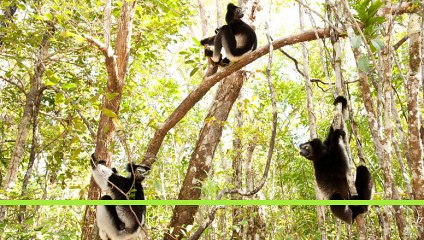 Island of Lemurs: Madagascar  2014  Full Movie HD Streaming