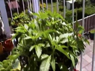 Balcony growing Lowryder #2; PART 4 Results after 37 days.