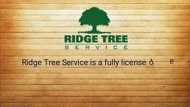tree pruning basking ridge