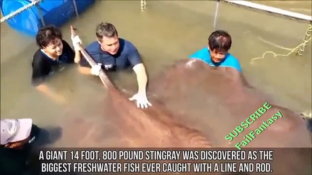 Extreme XXX Sea Creature Abnormalities   Funny Animals Compilation   Funny Fail Video Clip
