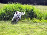 Roxy (Deaf Dog), Jackson and Romulus' Morning Run at the Dog Park