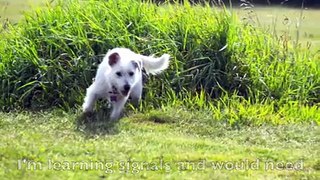 Roxy (Deaf Dog), Jackson and Romulus' Morning Run at the Dog Park