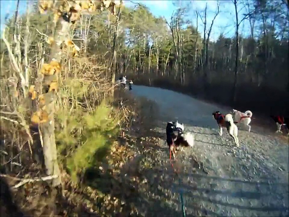 Boston Snow Dogs Meet Up at Groton Town Forest...