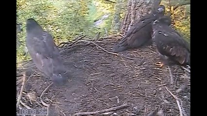 Decorah Eagles  6-15-15  D21's Late Visit