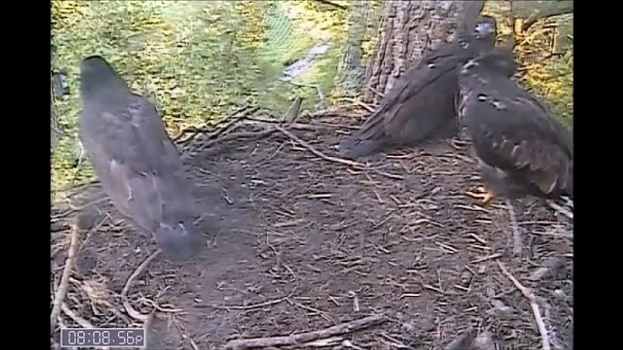 Decorah Eagles  6-15-15  D21's Late Visit