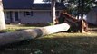 Postal worker killed by falling tree